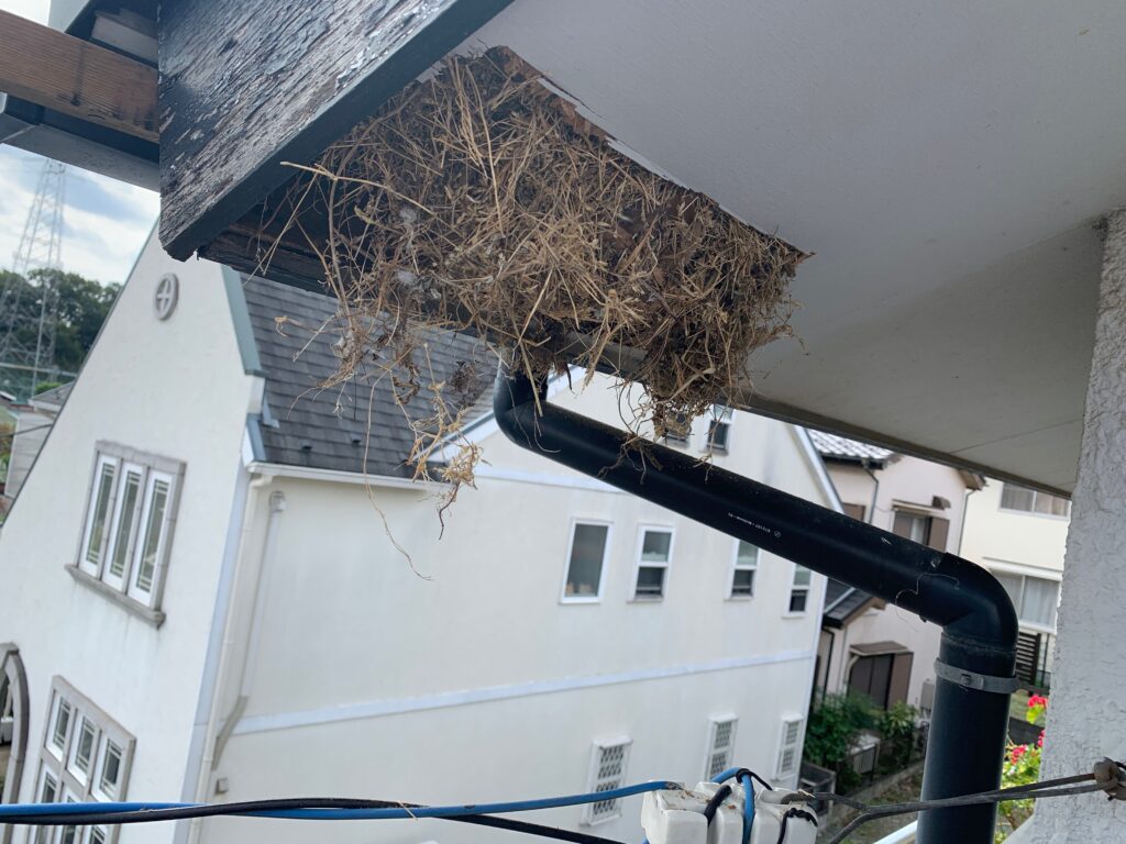 鳥の巣状態の軒裏天井